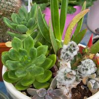 セダム,多肉植物,多肉寄せ植え,小さな花,元気もらえるの画像