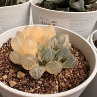 オブツーサ,サボテン,多毛銀冠玉,ベヌスタ×ブラックオブ,多肉植物の画像