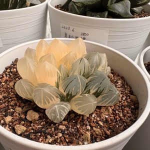 オブツーサ,サボテン,多毛銀冠玉,ベヌスタ×ブラックオブ,多肉植物の画像