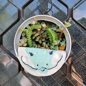 セダム,リメ缶,今日のお花の画像