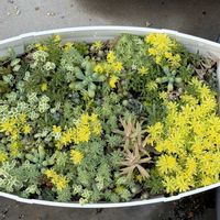 セダム,多肉植物の画像