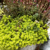 セダム,クーペリー,セダム寄せ植え,今日のお花,人に優しくの画像