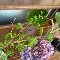 ソフォラ　リトルベイビー,わが家の観葉植物❢の画像