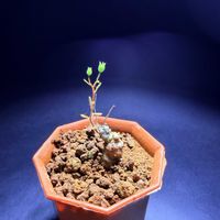 チレコドン,塊根植物,つぼみ,チレコドン属,バルコニストの画像
