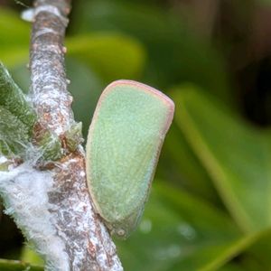 害虫,小さな庭の画像