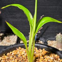 タビビトノキ,観葉植物,実生の画像