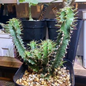 ユーフォルビア  ムランジーナ,ユーフォルビア,珍奇植物,植欲,サンルームの画像