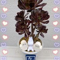 セダム,パリダム,ピンキー,モリムラマンネングサ,斑入りパリダムの画像