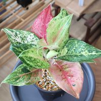 アグラオネマ,観葉植物,インドアグリーン,インドアプランツ,アグラオネマライトオブダイヤモンドの画像