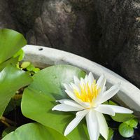 スイレン,ハス,ホテイアオイ,睡蓮,２０２０年５月同期の画像