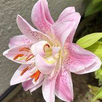 クレマチス,スカビオサ,ゆり,ゆり,ミ二バラの画像