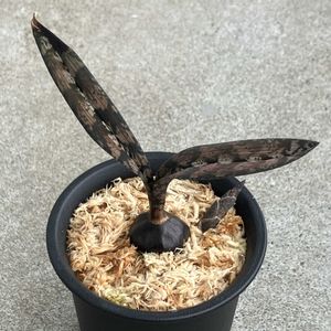観葉植物,地生蘭,珍奇植物,ビザールプランツ,オエセオクラデスの画像