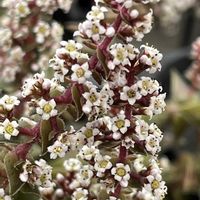 セダム,マンネングサ,虹の玉,薄化粧,茜の塔の画像
