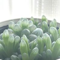 オブツーサ,ハオルチア オブツーサ,多肉植物,ハオルチア属,窓辺の画像