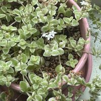 セダム,リトルミッシー,リトルミッシー,雪割草,雪割草の画像