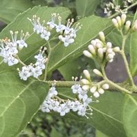 ムラサキシキブ,シモツケ ,シロシキブ,花木,落葉低木の画像