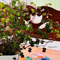 ワイヤープランツ,ワイヤープランツ スペード,花のある暮らし,GSに感謝。,梅雨明けの画像