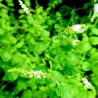 アップルミント,アップルミント,グリーン大好き,爽やかカラー,花の金曜日の画像