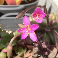 アガパンサス,アガパンサス,アサガオ,アサガオ,桜吹雪の画像