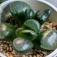 多肉植物,葉挿し,多肉寄せ植え,実生苗,葉挿しっ子の画像