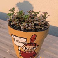 セダム,ブラックベリー,オーロラ,乙女心,子持ち蓮華の画像