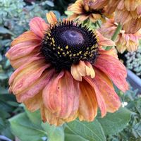 エキナセア,ルドベキア,鉢植え,玄関先,花のある風景の画像