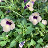 アリッサム,ガザニア,ピンクのアナベル2,スーパートレニア カタリーナ ラムレーズン,花のある暮らしの画像