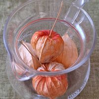 ホオズキ,ホオズキ,今日のお花,色褪せた実,いつまでも友達でいよう♡の画像