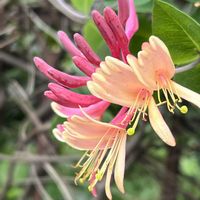 スイカズラ,スイカズラ,散歩,花散歩,花のある暮らしの画像