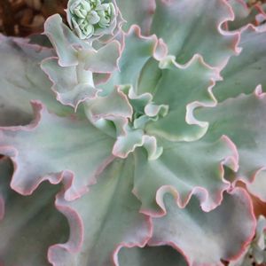 高砂の翁,エケベリア属,花芽,ゴスるん高砂の翁,ゴスるんエケベリアの画像