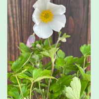 アネモネ,ホオズキ,花のある暮らし,新しい仲間,お花大好き♡の画像