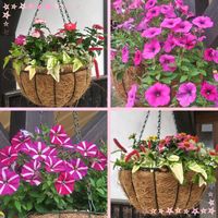 キャットテール,ハンギングバスケット❤,広島県世羅郡世羅町　花夢の里,可愛い,ハンギングバスケットの画像