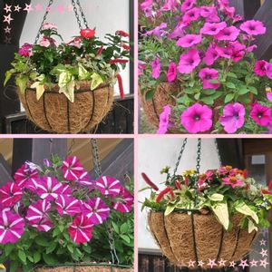 キャットテール,ハンギングバスケット❤,広島県世羅郡世羅町　花夢の里,可愛い,ハンギングバスケットの画像