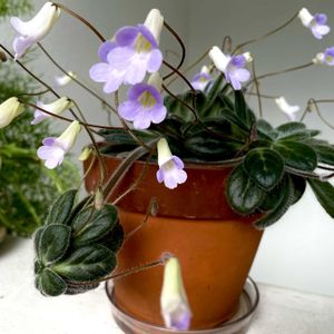 プリムリナ  リトルドラゴン,子株,観葉植物,開花,あざと可愛いの画像