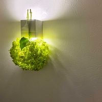 ハイビスカス,マサイの矢尻,アナベル　ドライフラワー,金曜キラキラ,おうち園芸の画像