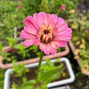 百日草,種まき,花のある暮らし,季節のお花,我が家のお花の画像