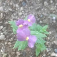 ネメシアの画像