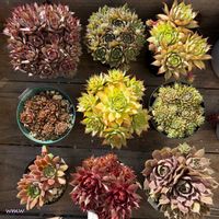 癒される,no green no life,植物のある暮らし,多肉植物のある暮らし,多肉女子の画像