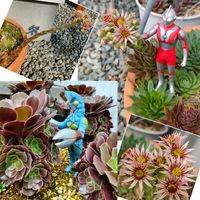 カシミアバイオレット,センベルビウム,センペルビウムの花,センペルビウム,多肉植物の画像