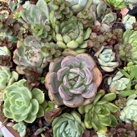 多肉植物の寄せ植え,多肉植物,多肉植物とサボテン,タニラー,多肉植物大好きの画像
