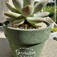 オパリナ,多肉植物,多肉棚,鉢増し,庭の画像