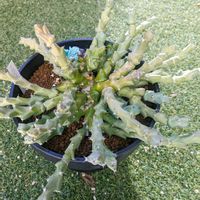 ユーフォルビア クラビコーラ,多肉植物,可愛い,成長記録,お気に入り♡の画像