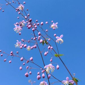 トルコキキョウ,タリクトラム　デラバイ,種まき,花のある暮らし,お花を楽しむの画像