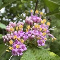 ムラサキシキブ,野の花,今日の１枚,花のあるくらし,お出かけ先の画像