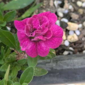 挿し木,切り戻し,元気,季節を楽しむ,成長の画像