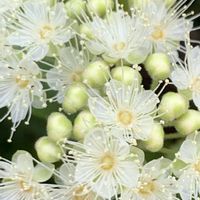レモンマートル,レモンマートルの花,庭の画像