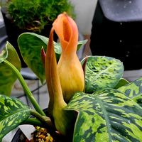 アグラオネマ,花のある暮らし,部屋の画像