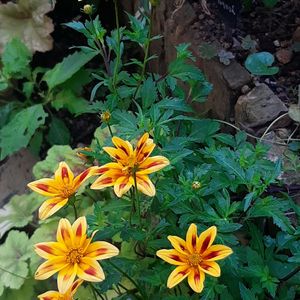 ビデンス ジュジュ,ナチュラルガーデン,挿し木,小花,お花のある生活の画像