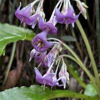 イワタバコ,自生,優しさ,野に咲く花が好き,野草・雑草だって可愛いの画像