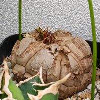 アフリカ亀甲竜の画像